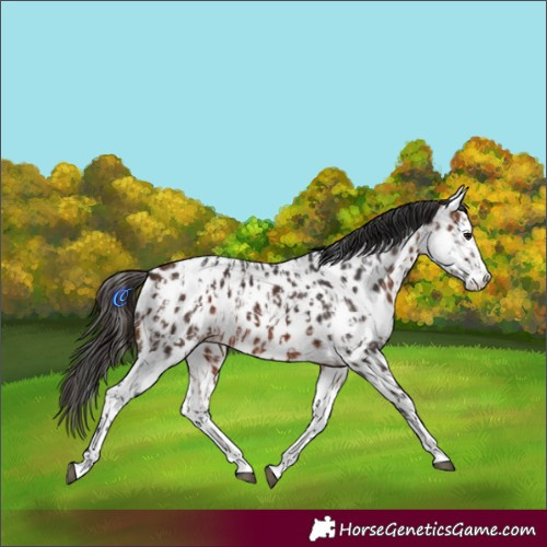 Horse Color:Bay Sabino Splash Appaloosa  and Bay Sabino Splash Appaloosa 