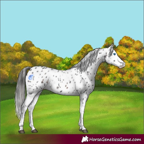 Horse Color:Liver Chestnut Sabino Splash Appaloosa  and Brown Sabino Splash Appaloosa 