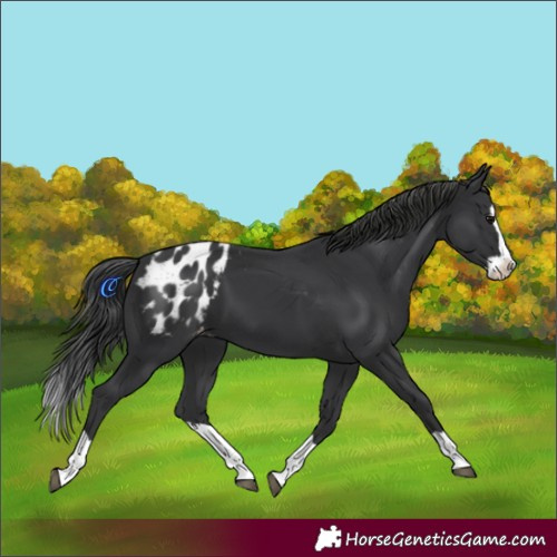 Horse Color:Black Splash Appaloosa 