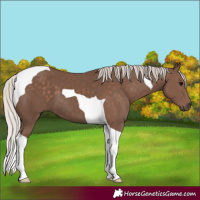 Horse Color:Silver Black Tobiano 