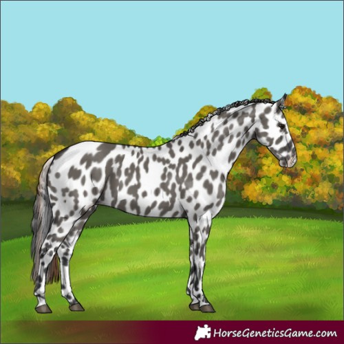 Horse Color:Grullo Appaloosa 