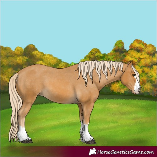 Horse Color:Palomino Varnish Rabicano 
