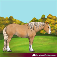 Horse Color:Palomino Varnish Rabicano 