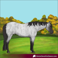 Horse Color:Smoky Blue Roan