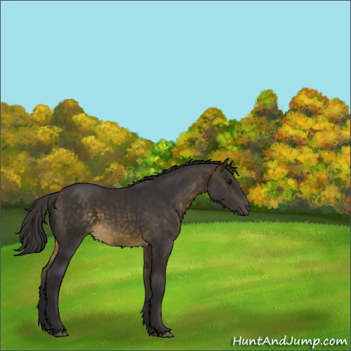Horse Color:Buckskin 