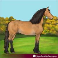 Horse Color:Buckskin 