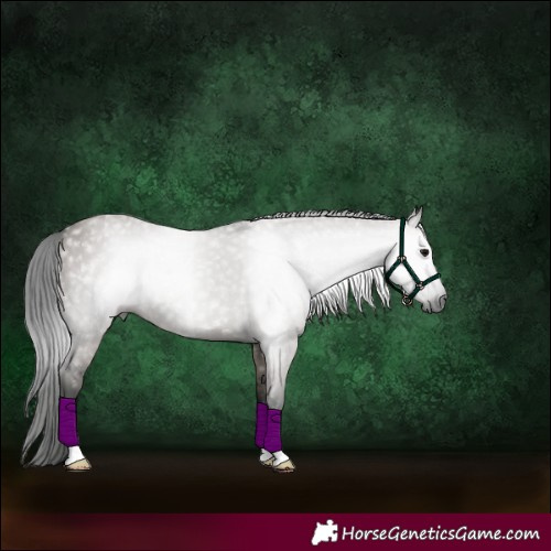 Horse Color:Gray Grullo