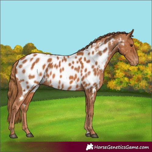 Horse Color:Chestnut Appaloosa 