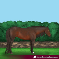 Horse Color:Liver Chestnut 