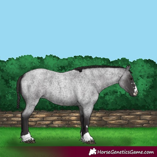 Horse Color:Smoky Blue Roan 