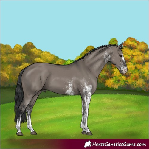 Horse Color:White Spotted Grullo 