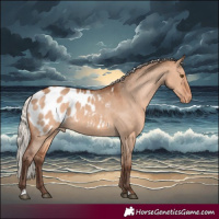 Horse Color:Silver Bay Dun Appaloosa