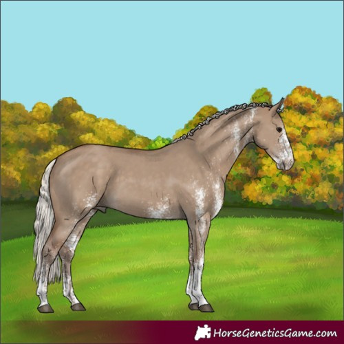 Horse Color:White Spotted Silver Grullo 