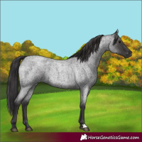 Horse Color:Smoky Blue Roan