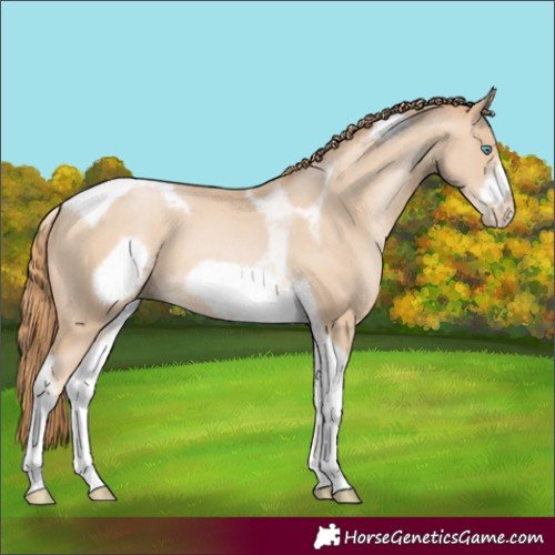 Horse Color:Buckskin Pearl Tobiano Frame 