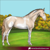 Horse Color:Buckskin Pearl Tobiano Frame 