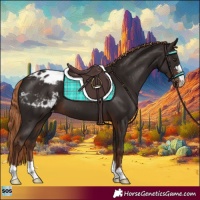 Horse Color:Liver Chestnut Appaloosa