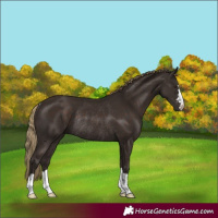 Horse Color:Liver Chestnut Rabicano