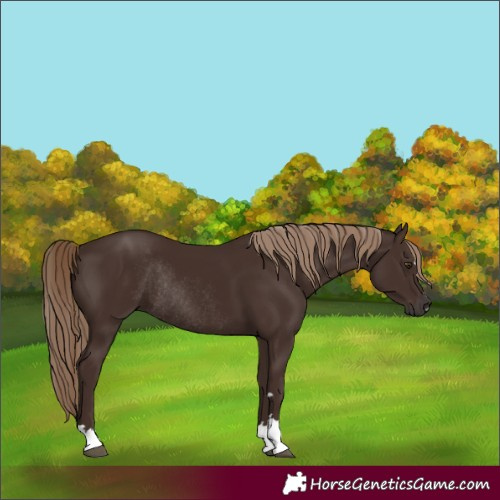 Horse Color:Liver Chestnut Rabicano 