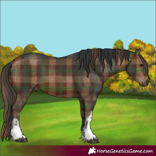 Horse Color:Plaid  White Spotted Brown 