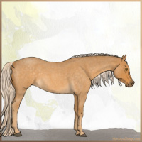 Horse Color:Palomino Roan 