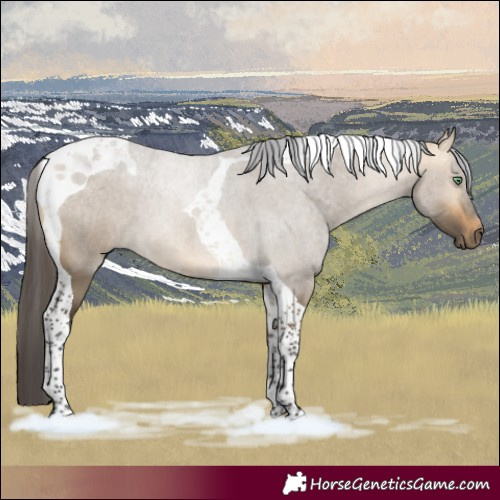 Horse Color:Buckskin Dun Tobiano Rabicano 