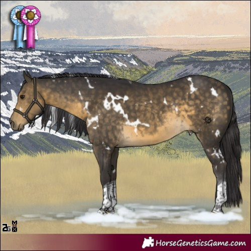 Horse Color:White Spotted Buckskin Tobiano Rabicano 