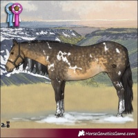 Horse Color:White Spotted Buckskin Tobiano Rabicano