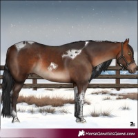 Horse Color:Bay Tobiano Rabicano 