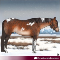 Horse Color:Bay Tobiano Rabicano 
