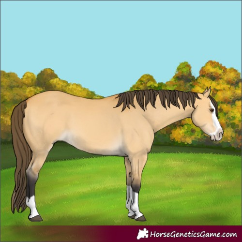 Horse Color:Buckskin Dun Splash