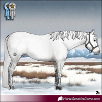 Horse Color:Gray Platinum Silver Smoky Grullo Tobiano 