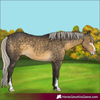 Horse Color:Silver Buckskin Dun Sabino 