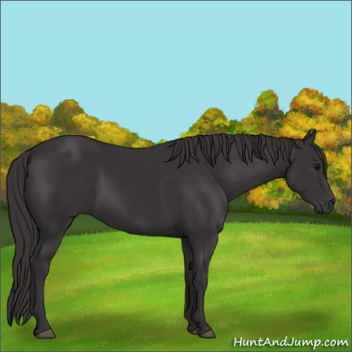 Horse Color:Smoky Black 