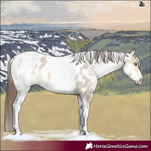 Horse Color:White Spotted Bay Dun Tobiano Appaloosa 