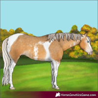 Horse Color:Gray Silver Amber Cream Champagne Sabino Splash Tobiano Appaloosa 
