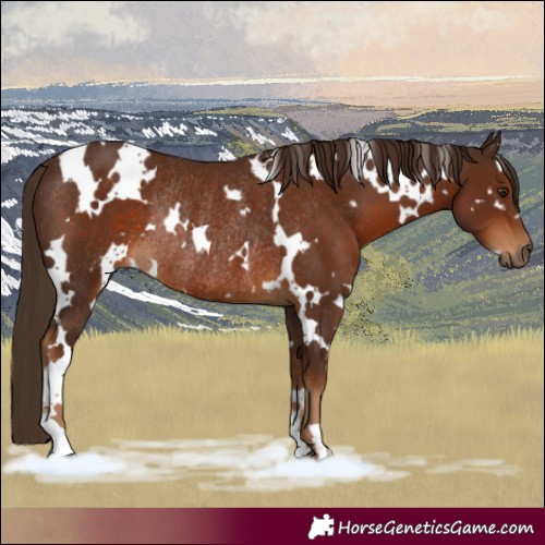 Horse Color:Gray White Spotted Chestnut Rabicano 