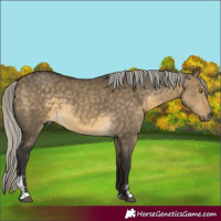 Horse Color:Silver Buckskin Dun Sabino