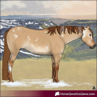 Horse Color:Gray White Spotted Red Dun Rabicano 