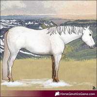 Horse Color:Gray White Spotted Red Dun Rabicano 