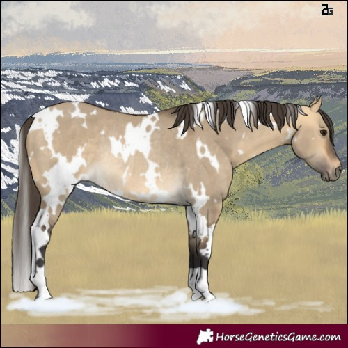 Horse Color:White Spotted Buckskin Dun Rabicano
