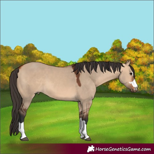 Horse Color:Bay Dun 