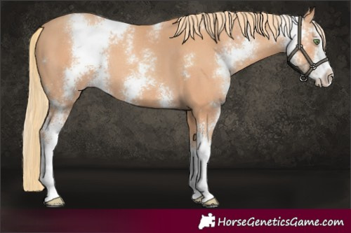 Horse Color:Gold Champagne Sabino 