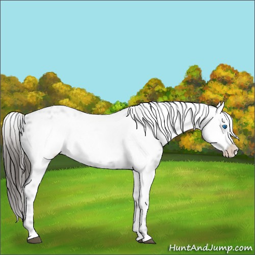 Horse Color:Liver Chestnut Frame 
