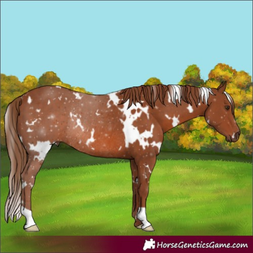 Horse Color:White Spotted Chestnut Rabicano 
