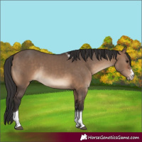 Horse Color:Brown Dun Sabino Tobiano 