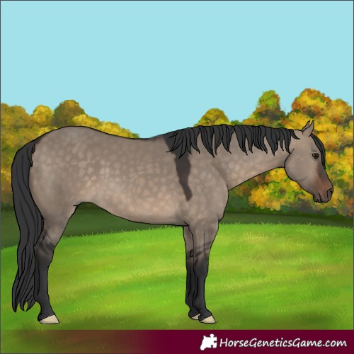 Horse Color:Brown Dun Sabino 