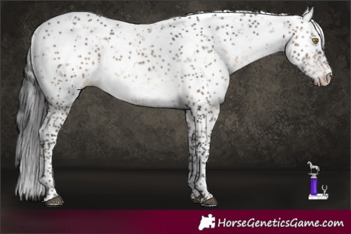 Horse Color:Brown Dun Sabino Appaloosa Brindle 