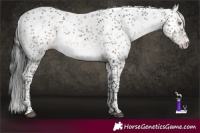 Horse Color:Brown Dun Sabino Appaloosa Brindle 