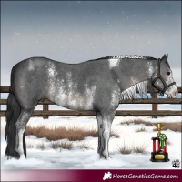 Horse Color:Black Sabino Tobiano 